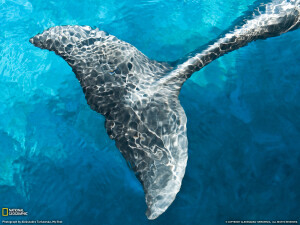 那蓝色的水 那蓝色的尾 置身海底 你听见了什么?