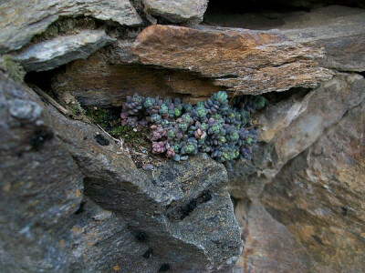 Sedum brevifolium