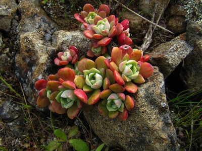 Sedum spathulifolium