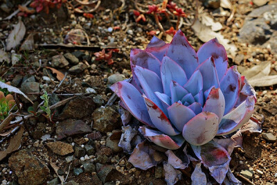 Echeveria sp.