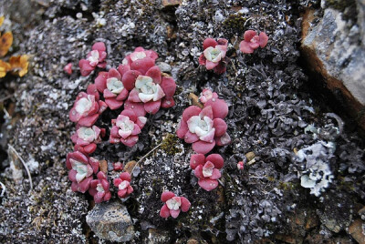 Sedum divergens