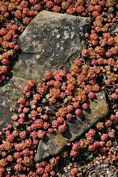 Rosularia Sedoides