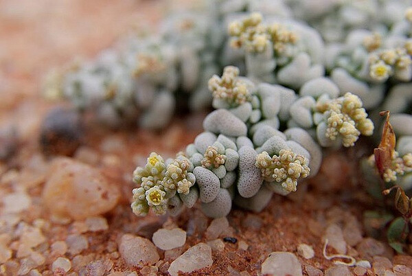 Crassula sp