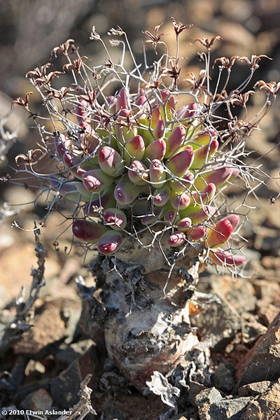 Tylecodon reticulatus