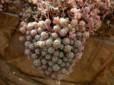 Sedum dasyphyllum