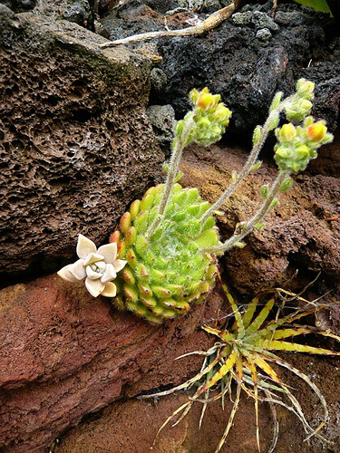 Echeveria Setosa