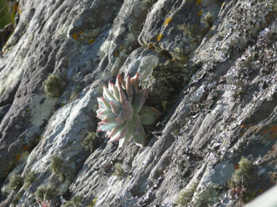 Echeveria colorata.Tapalpa