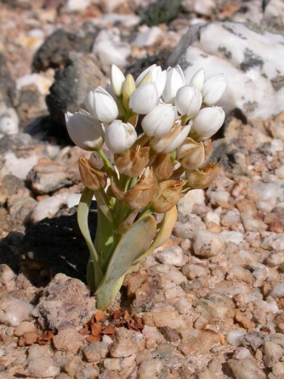 Ornithogalum pruinosum