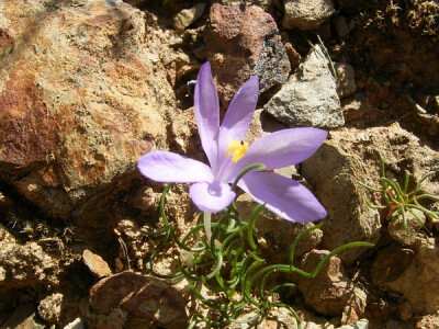 Syringodea longituba variety violacea