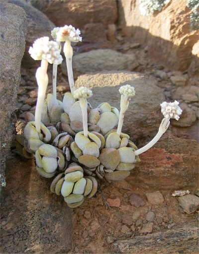 Crassula tecta