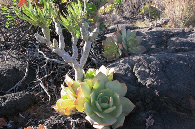 Aeonium valverdense