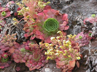 Aeonium glandulosum