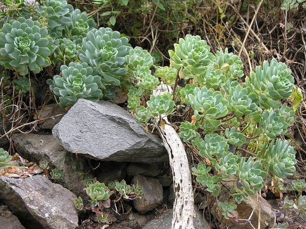 Aeonium castello-paivae