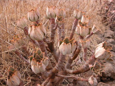 Aeonium calderense