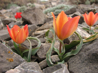 Tulipa montana