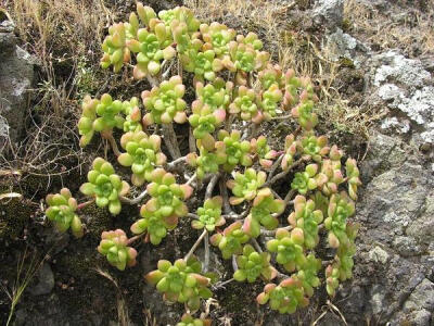 Aeonium lindleyi