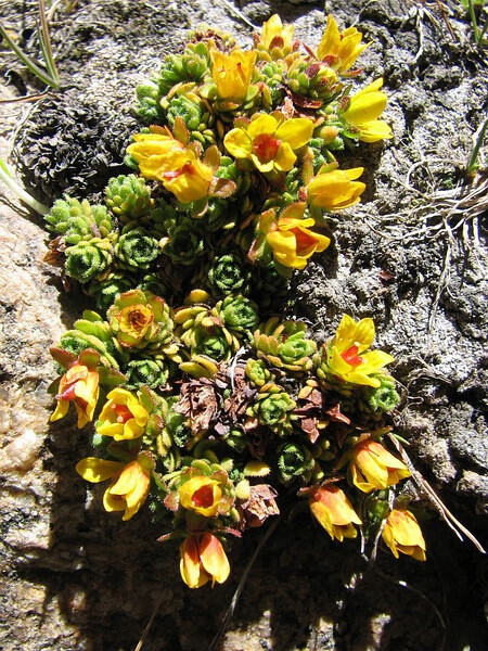 Saxifraga jacquemontiana