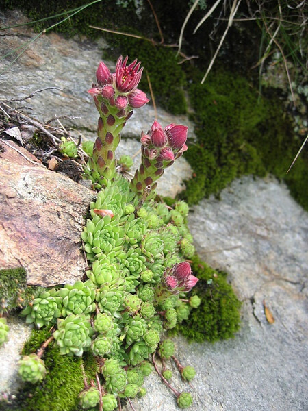 Sempervivum montanum