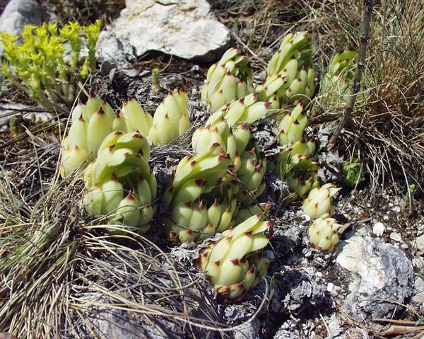 Sempervivum calcareum Jord.