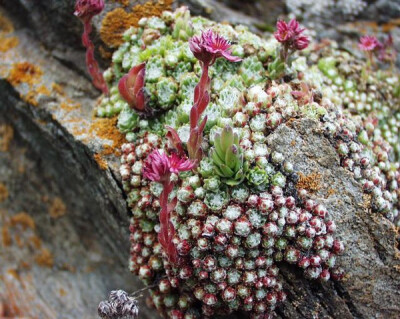 Sempervivum arachnoideum L.