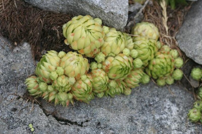 Sempervivum allionii