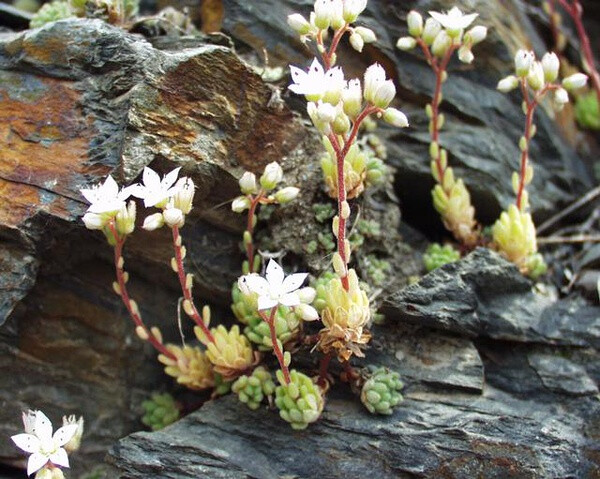 Sedum hirsutum