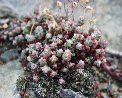 Sedum brevifolium DC.