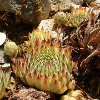 Sempervivum montanum v. stiriacum cv. &#39;Lloyd Praeger&#39;