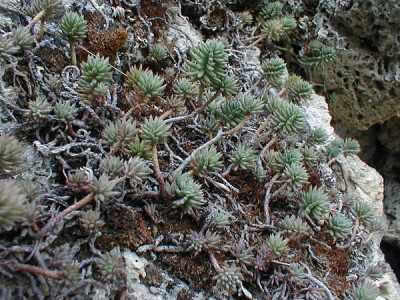 Sedum reflexum