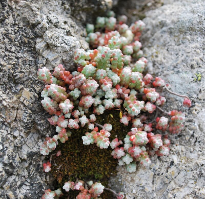 Sedum brevifolium