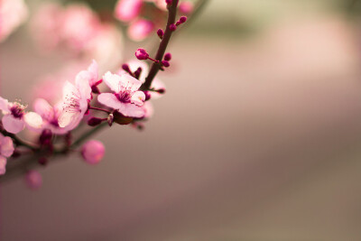 神様も知らない気持ち。连神都无法知晓的恋心。flickr：ani lynn