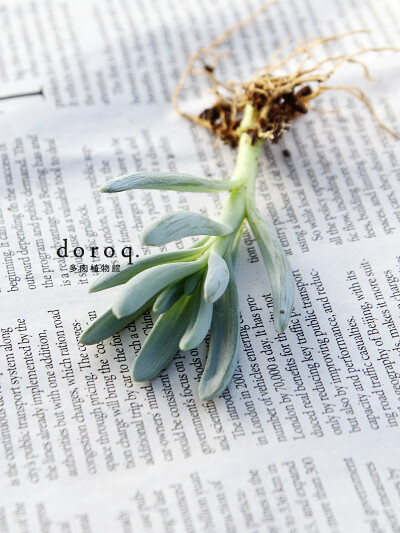Senecio serpens 学名：Senecio serpens (蓝松、万宝) 属名：千里光属 科名：菊科 原产于南非海角的多肉植物， 有着特别的天蓝色叶片，
<br />在受到强光照射时，会变成绚丽的淡紫色。
<br />比起其它的多肉品…
