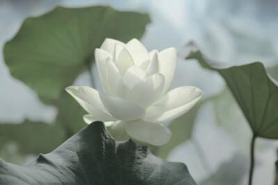 任处池塘，水荷清香，淤淤污泥，养我其芳