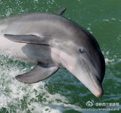 这里的海豚并非远在外海，反而非常靠近岛屿，出海约40分钟就可以看到，与海豚共游换谁都无法抗拒，当地的Fullers GreatSights公司就提供海豚巡游之旅（Hole in the Rock Dolphin Cruise），Martime Building, Marsde…