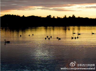 Okawa海湾]傍晚时分，湖边隐隐传来《天鹅湖》的旋律。。。湖水仿佛渲染成金棕色的舞裙，随着天鹅们的舞动，泛起心湖的阵阵涟漪