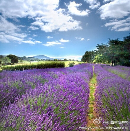 蒂阿瓦木图]继续躺在天空的睫毛下，做着紫色微醺的梦，让薰衣草的香味，在梦里变成跳跃在你皮肤的浪漫花瓣。