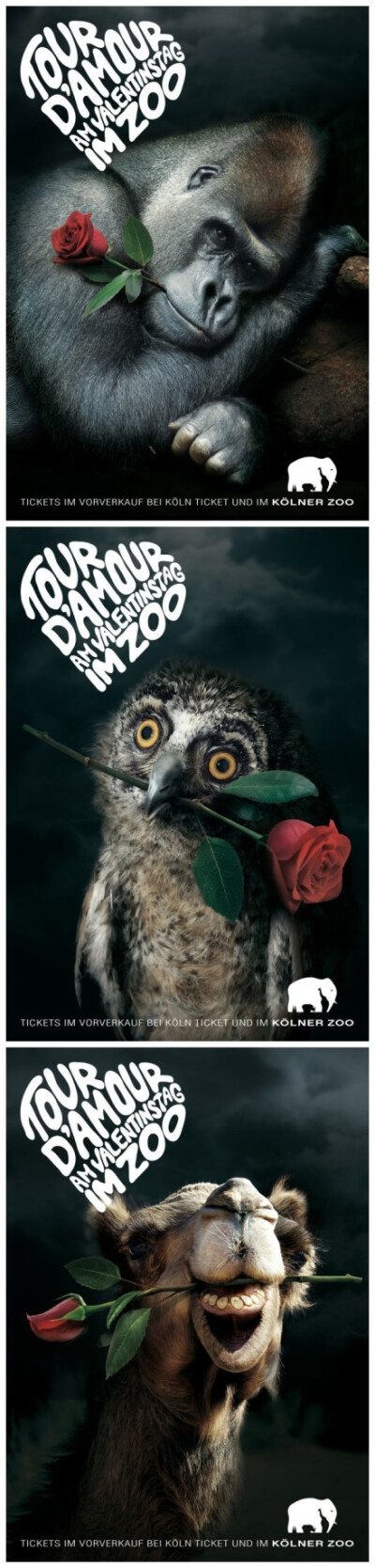 【创意广告】情人节的玫瑰骑士。——科隆动物园