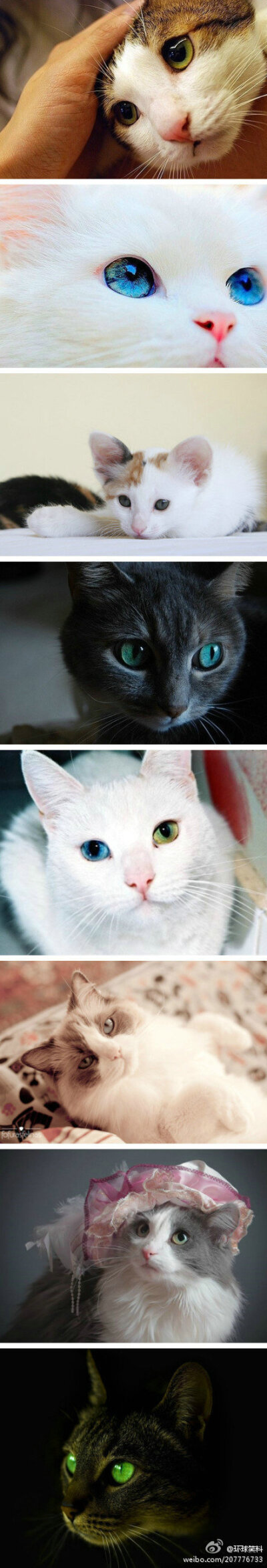 猫咪的眼睛美得像宝石一样