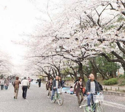 上野公园的“花见”.在东京地区，上野公园的“花见”可谓是热闹非凡