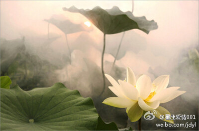 看取莲花净，应知不染心。