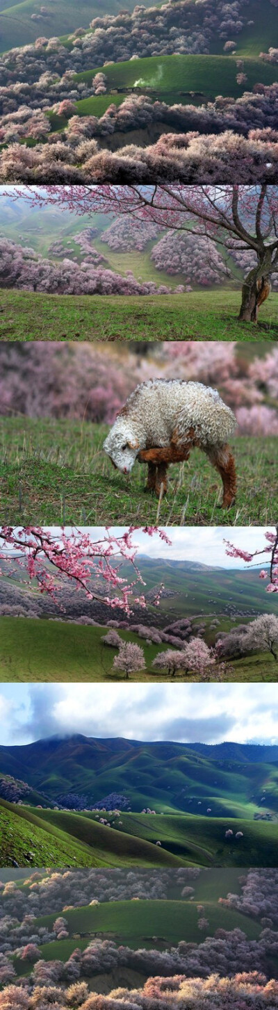 新疆伊犁新源吐尔根杏花沟