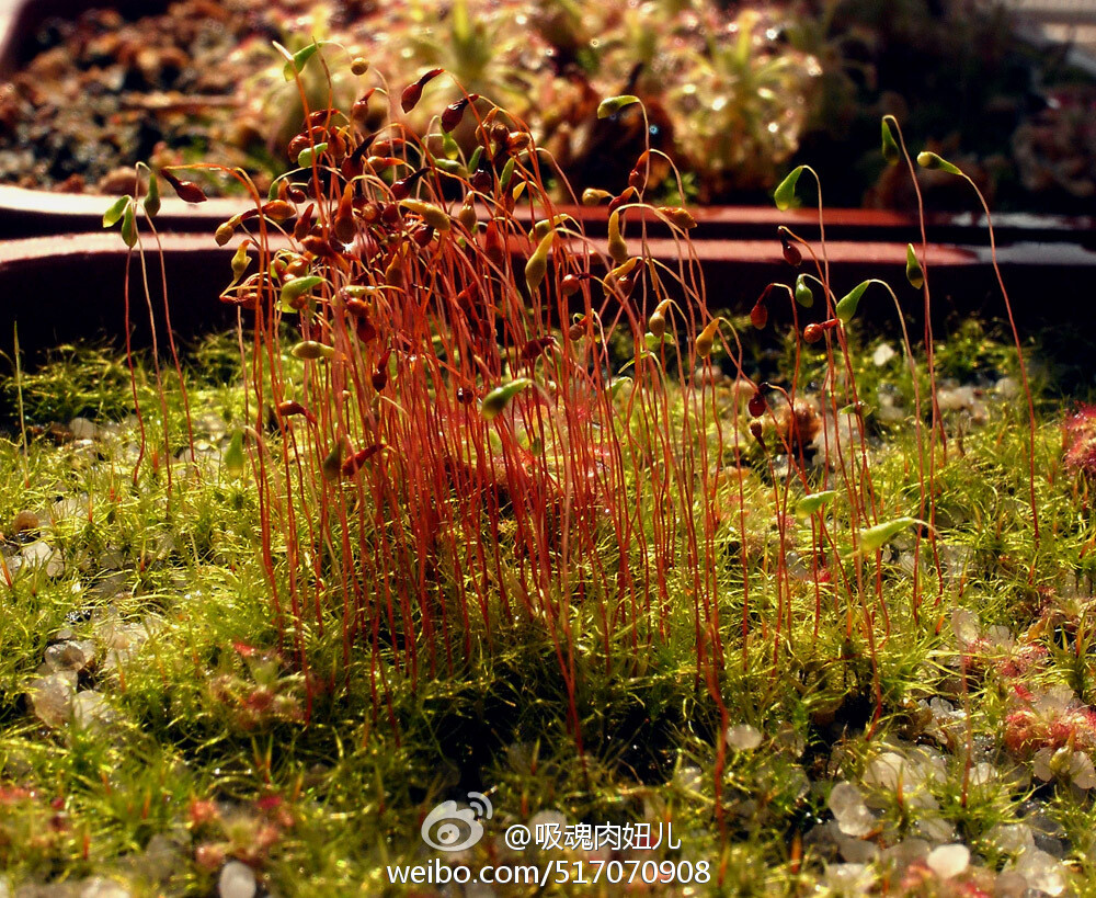 自生但是从不自灭的葫芦藓