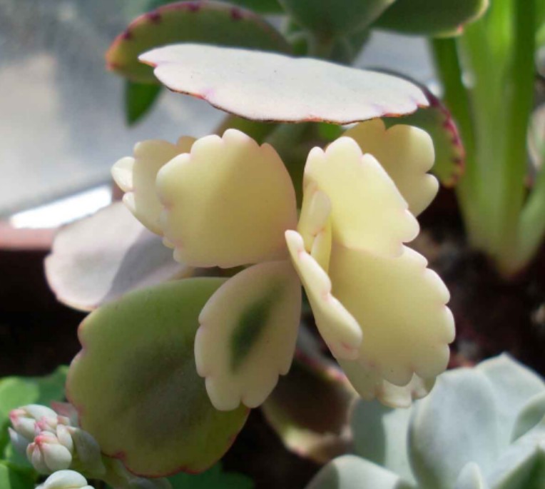 玉吊钟（Kalanchoe fedtschenkoi 'Rosy Dawn'），又名变叶景天、洋吊钟，景天科伽蓝菜属，喜温暖干燥和阳光充足环境，不耐寒，耐半阴，忌烈日暴晒，无明显休眠期。栽培要点：生长适温15-25度，冬季不低于5度；配土一般可用泥炭、蛭石和珍珠岩的混合土；生长期浇水干透浇透，夏季高温要注意稍加遮阴，通风并控制浇水量；生长期施肥一般每月一次；繁殖方式主要是扦插繁殖，以5－6月最好，选用肥厚充实的顶端茎，剪取10－12厘米长，切口稍干燥后插于沙床，约7－10天可生根，根长2－3厘米时移栽上盆，也可叶插，切取单叶，剪口晾干后，斜插沙盆中，插后10天左右长出新根，30天后从叶片基部长