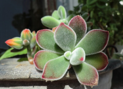 锦晃星（Echeveria pulvinata），又名金晃星，绒毛掌，猫耳朵，景天科石莲花属，喜凉爽、干燥和阳光充足的环境，耐干旱和半阴，忌水湿和闷热，无明显休眠期。栽培要点：生长适温15-25度，冬季不低于5度；配土一般可…