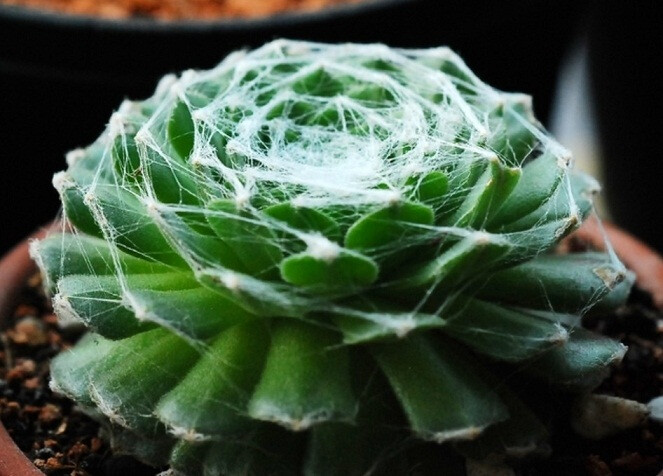 蛛丝卷绢（Sempervivum arachnoideum），又名蛛网长生草，景天科长生草属，喜冷凉和阳光充足的环境，忌湿热，耐寒，夏季高温休眠。栽培要点：生长适温15-25度，冬季不低于5度；配土一般可用泥炭、蛭石和珍珠岩的混合土；生长期浇水干透浇透，浇水时注意不要从植株顶部浇水，否则丝状毛会消失，夏季休眠期适度遮阴，通风并控制浇水，否则极易腐烂，冬季保持盆土稍干燥；生长期施肥一般每月一次；繁殖方式主要有分株、扦插繁殖。