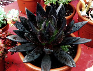 古紫（Echeveria affinis cv. 'Black Knight'），有地方俗称黑骑士、黑武士，景天科石莲花属，喜温暖、干燥和阳光充足的环境，耐干旱，不耐寒，稍耐半阴，夏季高温休眠。栽培要点：生长适温15-25度，冬季不低于5度；配土一般可用泥炭、蛭石和珍珠岩的混合土，也可用粗砂或蛭石2份、腐叶土1份、园土1份混匀后使用，并掺入适量的草木灰或骨粉；生长期浇水干透浇透，夏季高温休眠期保持盆土干燥，通风节水及适度遮阴；生长期施肥一般每月一次；繁殖方式主要用扦插繁殖，可在生长期间用掰取成熟而完整的叶片进行扦插，插前晾1～2天，稍倾斜或平放于蛭石或沙土上，保持稍有潮气，很快就会在基部生根，