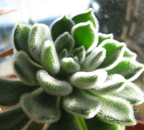 锦司晃（Echeveria setosa），景天科石莲花属，喜温暖干燥和阳光充足的环境，耐旱，耐半阴，无明显休眠期。栽培要点：生长适温15-25度，冬季不低于5度；配土一般可用泥炭、蛭石和珍珠岩的混合土；生长期浇水干透浇透，夏季高温适度遮阴，通风并控制浇水，冬季保持盆土干燥，浇水时不宜在顶部淋水；生长期施肥一般每月一次；繁殖方式主要是扦插和播种繁殖，扦插时一般多用基部萌生的芽扦插，叶插繁殖