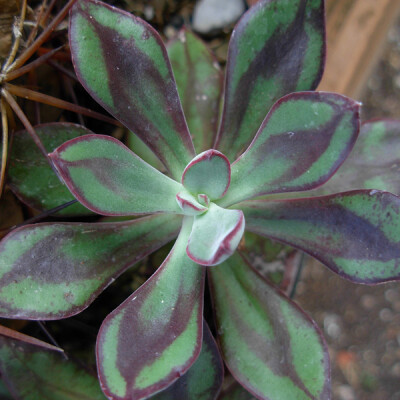 红司（Echeveria nodulosa），景天科石莲花属，喜温暖干燥和阳光充足环境，不耐寒，耐半阴和干旱，怕水湿和强光暴晒，无明显休眠期。栽培要点：生长适温15-25度，冬季不低于10度；配土一般可用泥炭土和粗沙的混合土…