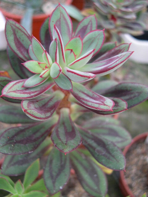 红司（Echeveria nodulosa），景天科石莲花属，喜温暖干燥和阳光充足环境，不耐寒，耐半阴和干旱，怕水湿和强光暴晒，无明显休眠期。栽培要点：生长适温15-25度，冬季不低于10度；配土一般可用泥炭土和粗沙的混合土，加少量骨粉；生长期浇水干透浇透，盆土切忌过湿，夏季高温适度遮阴，通风并控制浇水，冬季只需浇水1-2次，盆土保持干燥，空气干燥时不能向叶面喷水，只能盆周喷雾，以免叶丛中积水腐烂；生长期施肥一般每月一次；繁殖方式一般有分株、扦插和播种繁殖，春末剪取成熟叶片扦插，插于沙床，约3周后生根，长出幼株后上盆