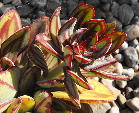 红司（Echeveria nodulosa），景天科石莲花属，喜温暖干燥和阳光充足环境，不耐寒，耐半阴和干旱，怕水湿和强光暴晒，无明显休眠期。栽培要点：生长适温15-25度，冬季不低于10度；配土一般可用泥炭土和粗沙的混合土，加少量骨粉；生长期浇水干透浇透，盆土切忌过湿，夏季高温适度遮阴，通风并控制浇水，冬季只需浇水1-2次，盆土保持干燥，空气干燥时不能向叶面喷水，只能盆周喷雾，以免叶丛中积水腐烂；生长期施肥一般每月一次；繁殖方式一般有分株、扦插和播种繁殖，春末剪取成熟叶片扦插，插于沙床，约3周后生根，长出幼株后上盆